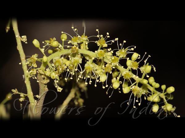 Fragrant Opilia